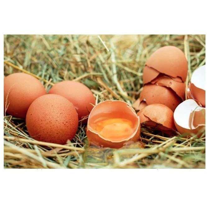 Proteinprocent i Hundefoder